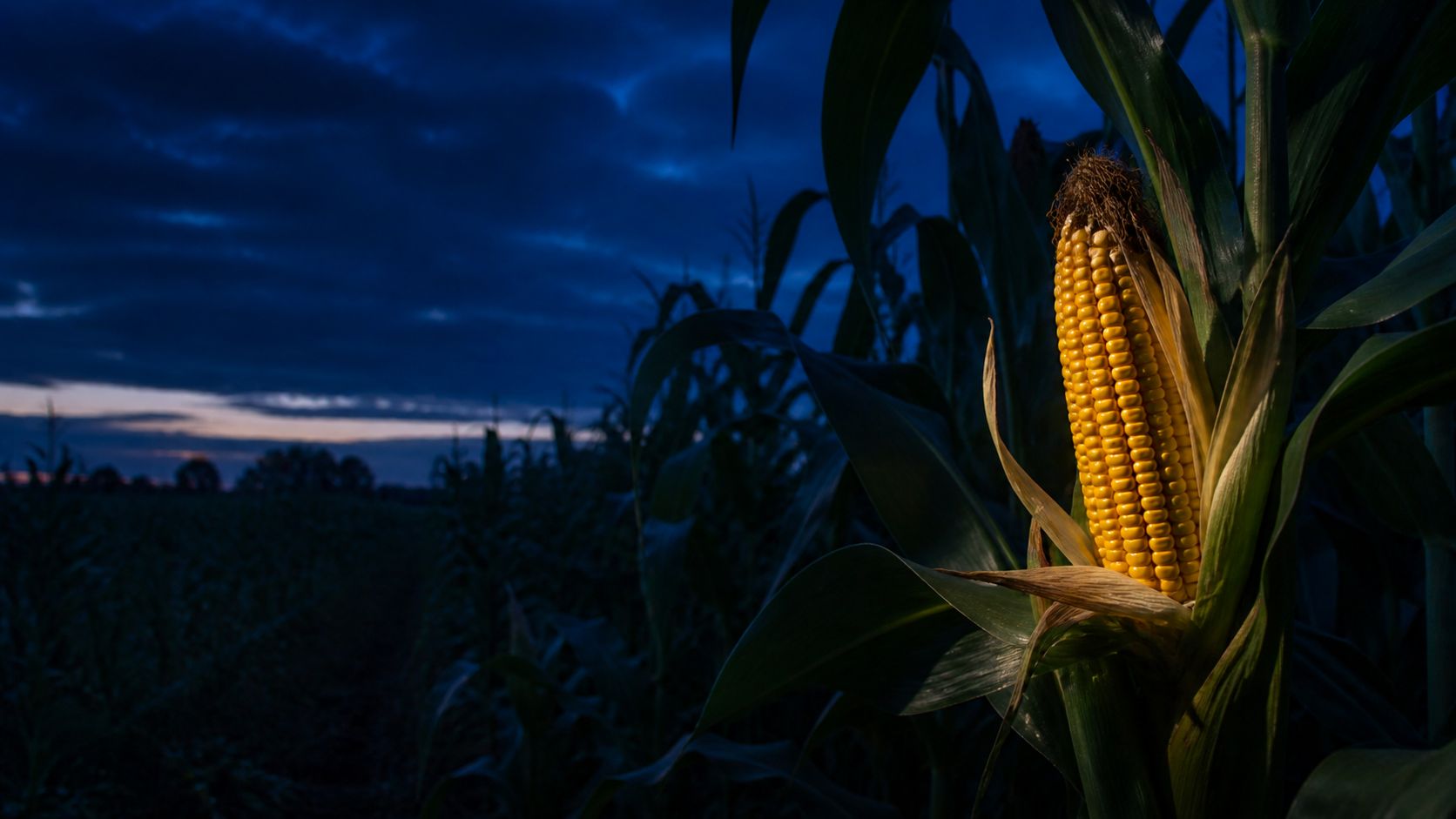 A mature ear of maize lit against a dark field at blue hour