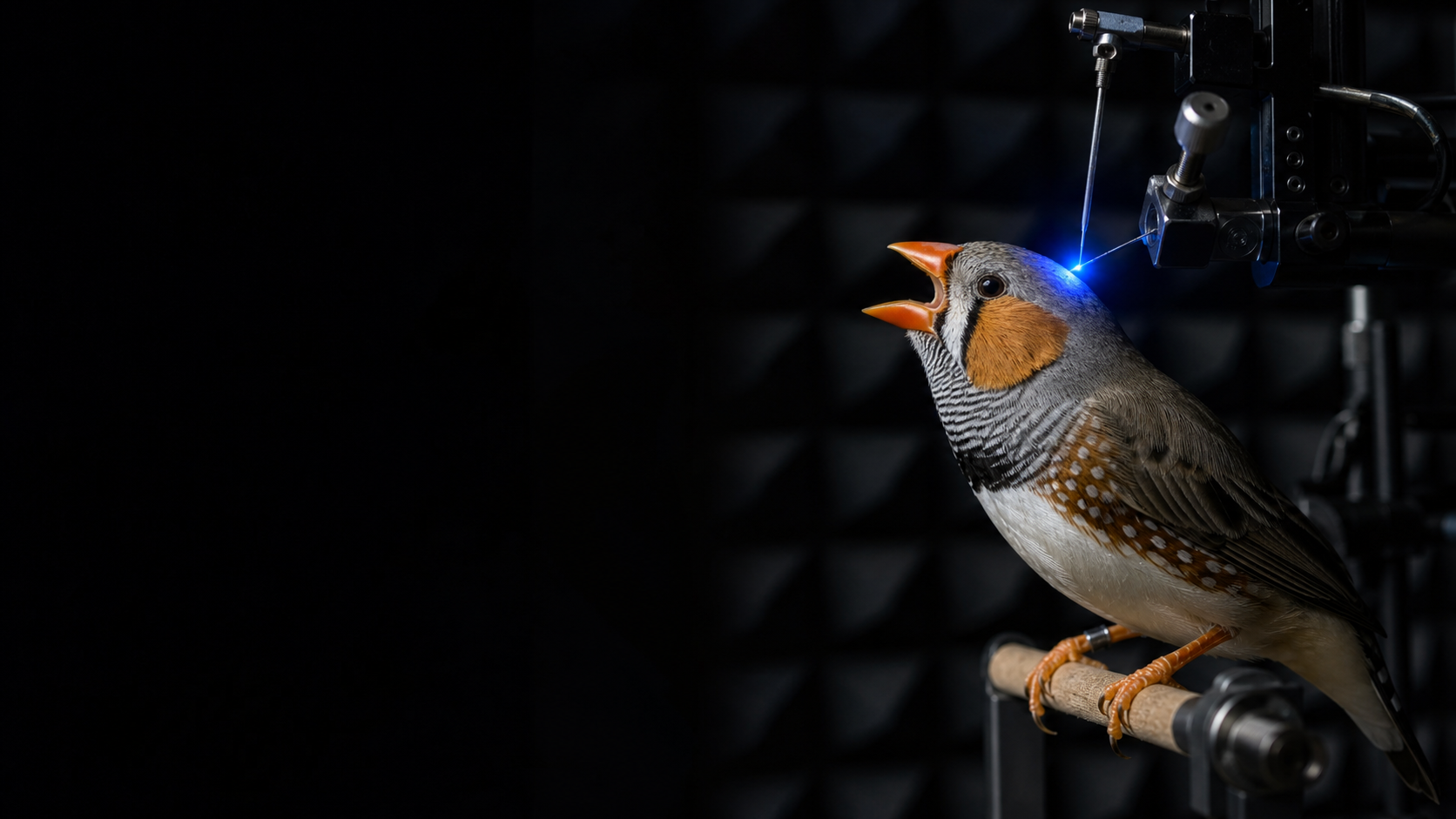 A zebra finch singing in profile against a dark background